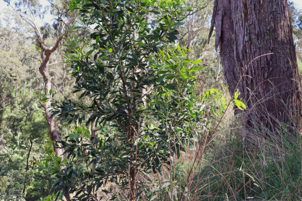 bushveld