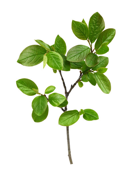 twig