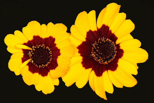 calliopsis