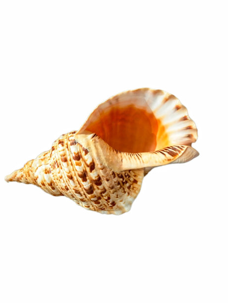 conch