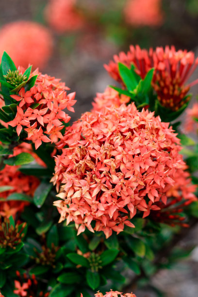 ixora