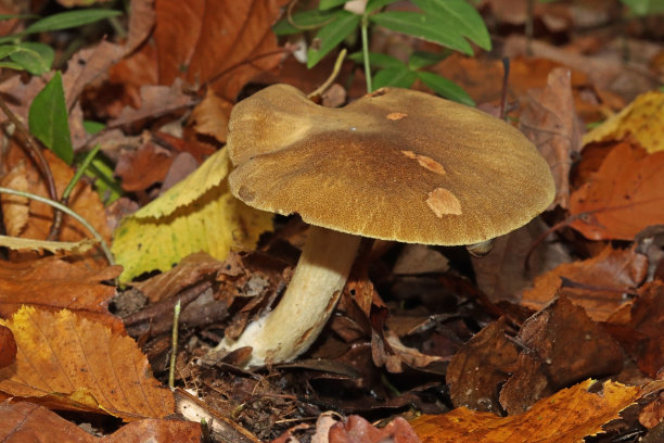 cortinarius