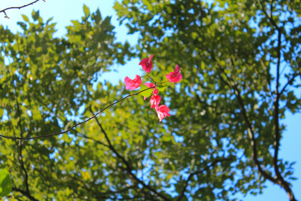 叶子花 光叶子花 苞花 花朵