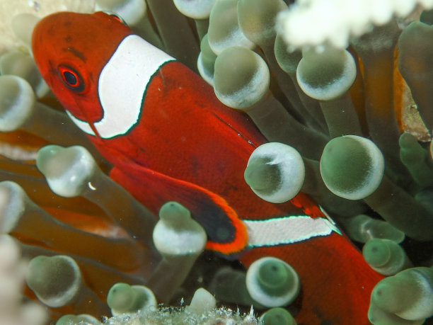 anemonefish