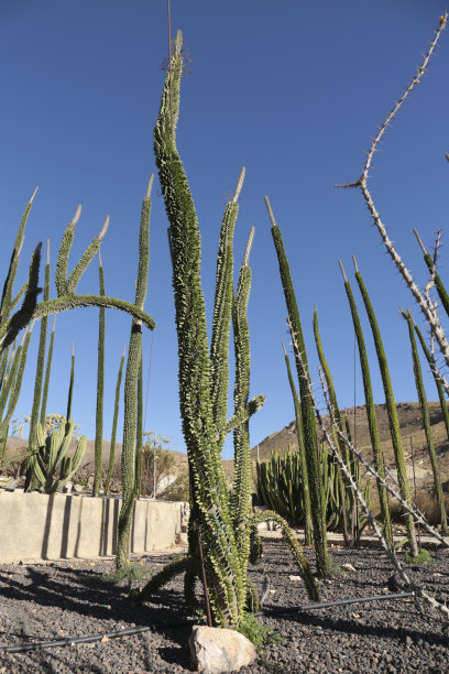ocotillo