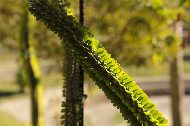 ocotillo