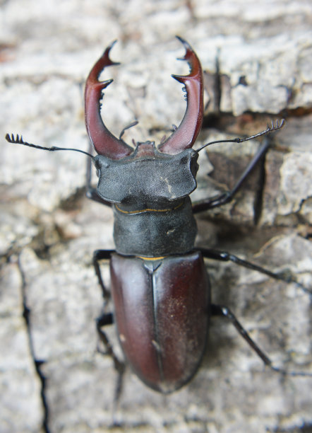 arthropod