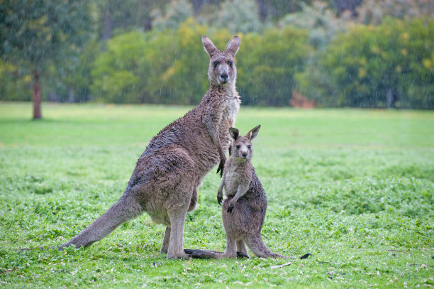 kangaroo