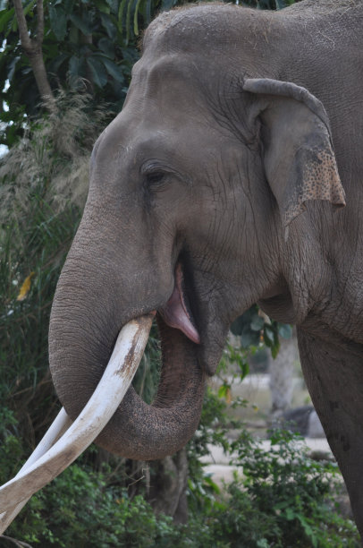 ivory