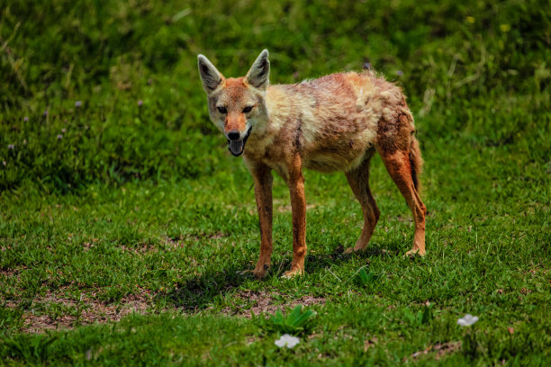 jackal