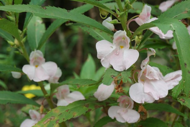 impatiens