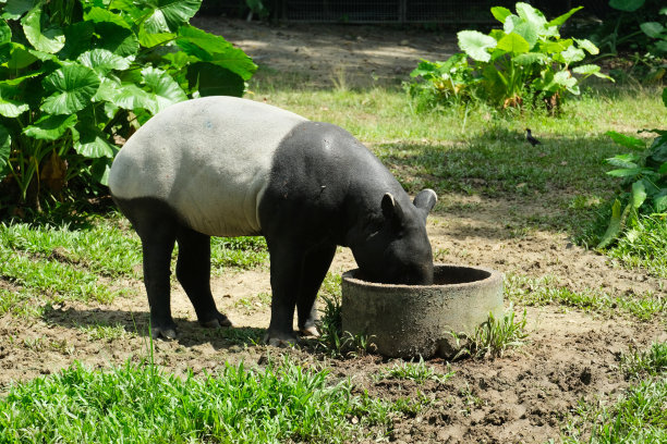 tapir