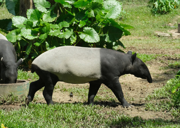 tapir