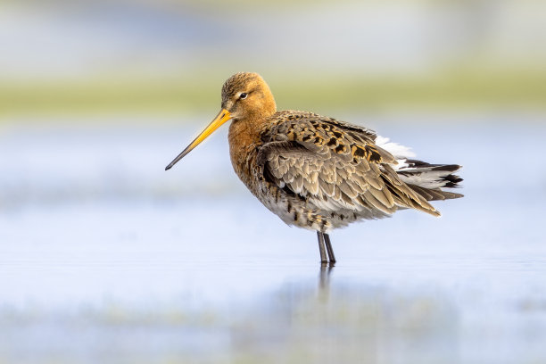 limosa