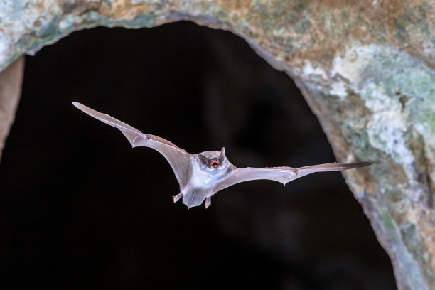 bat