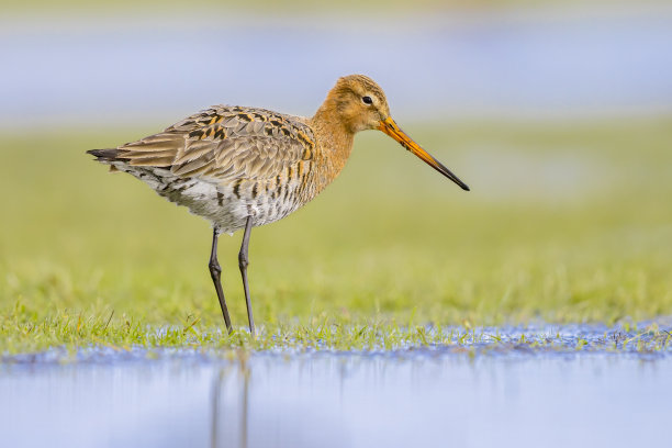 limosa