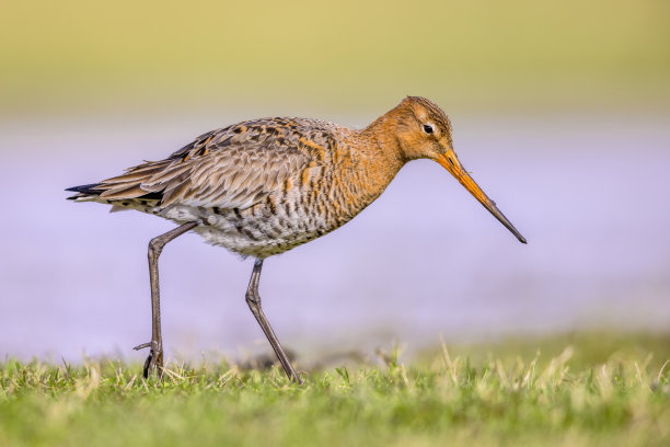 limosa