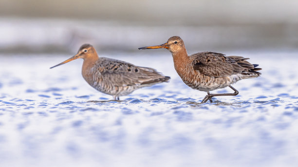 limosa
