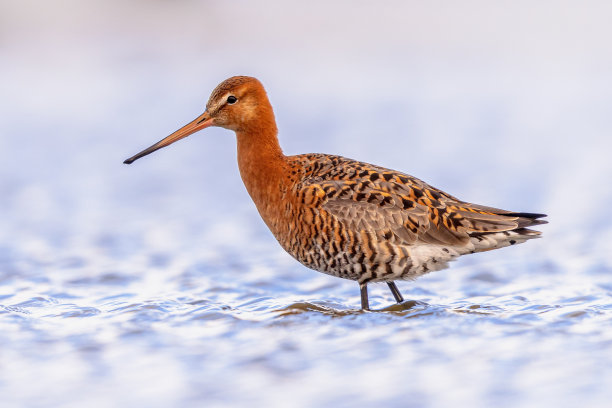 limosa