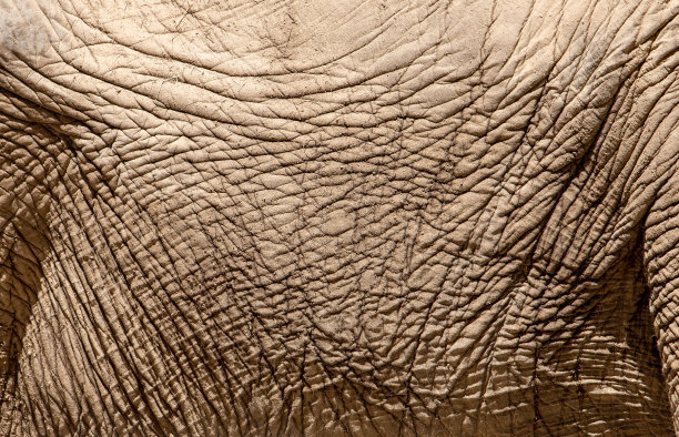 pachyderm