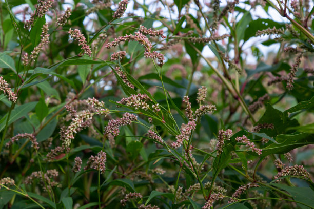 polygonum
