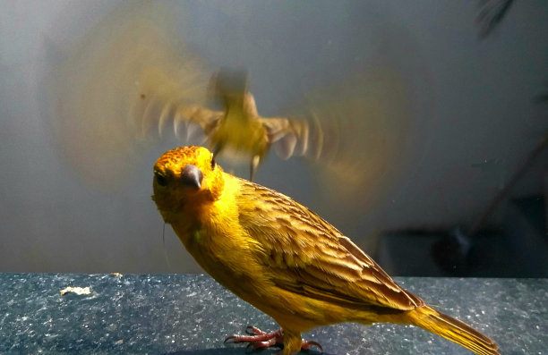canary
