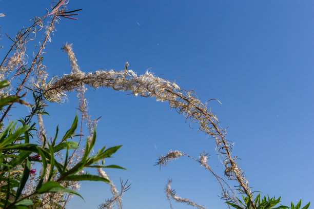 epilobium