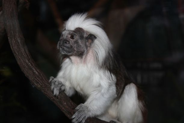 saguinus