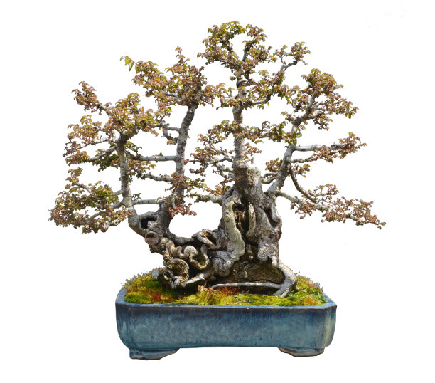 bonsai
