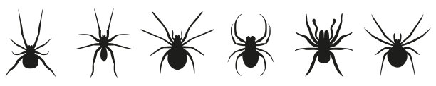 araneae