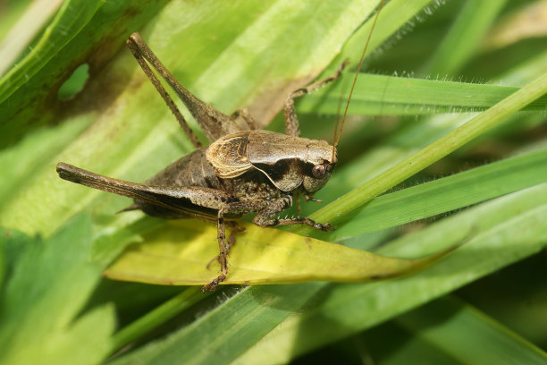 katydid