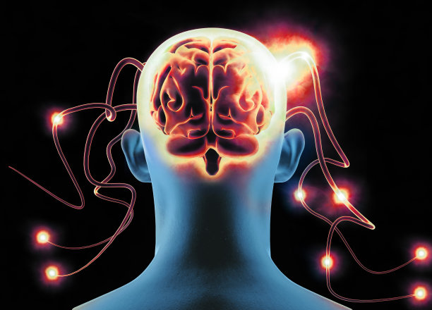 cerebrum