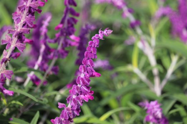 salvia