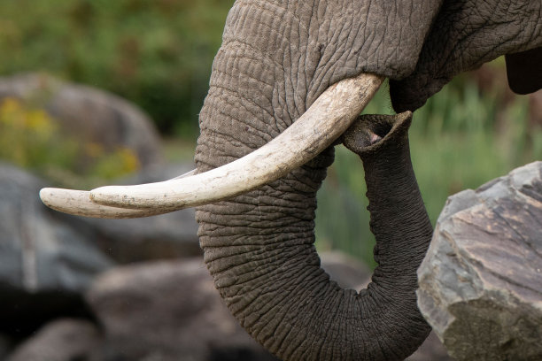 ivory