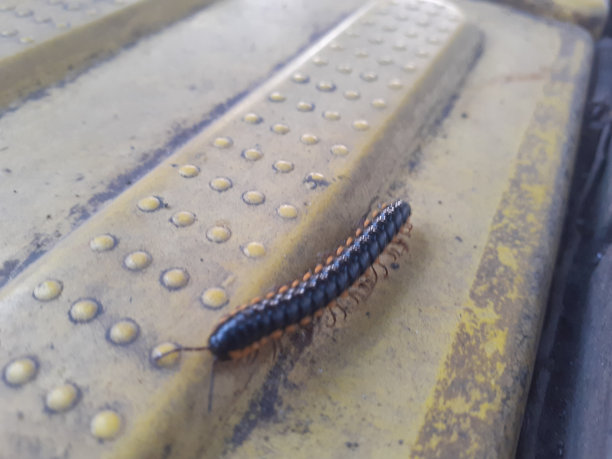 millipede
