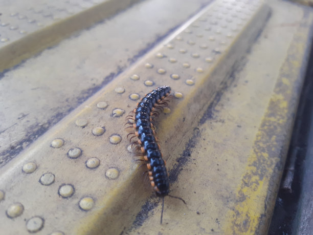millipede
