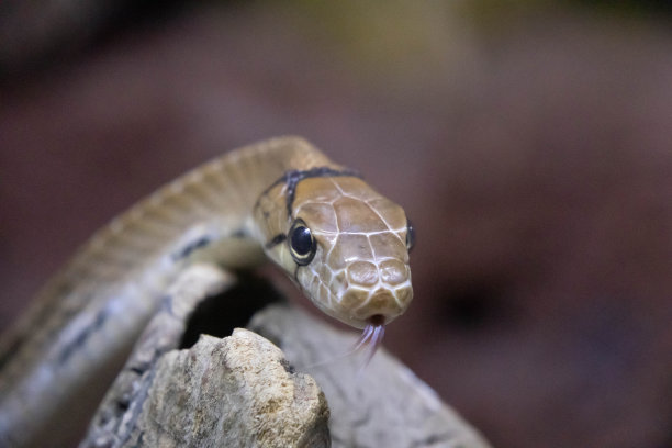 copperhead