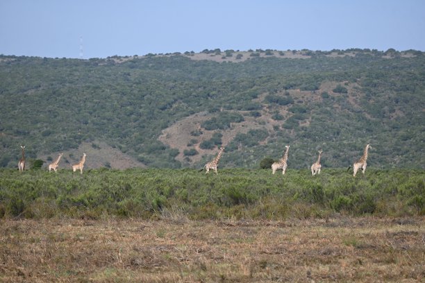 reserve