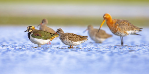 limosa