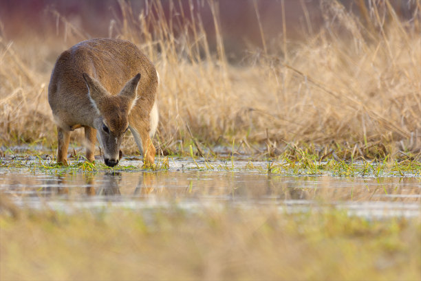 wetland