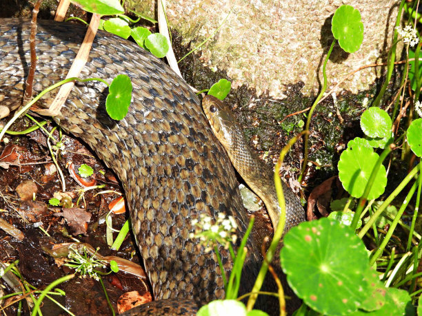natrix