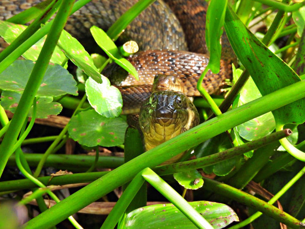 natrix