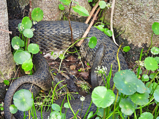 natrix