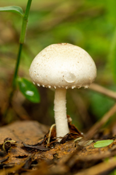 agaric
