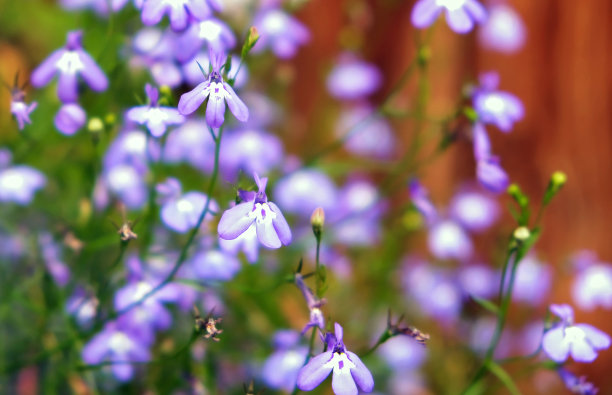 lobelia