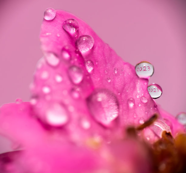 紫色新年背景板设计