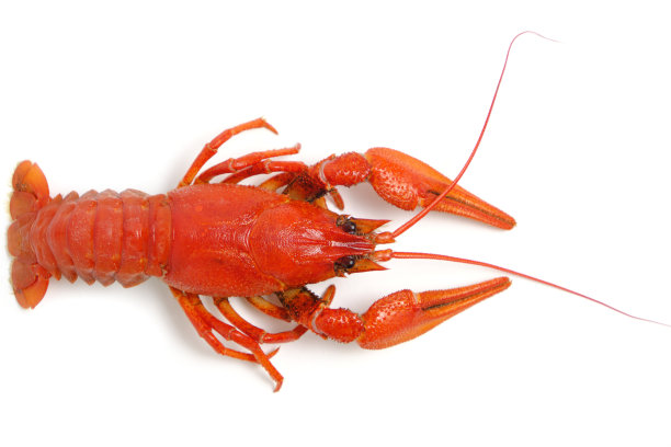 crayfish