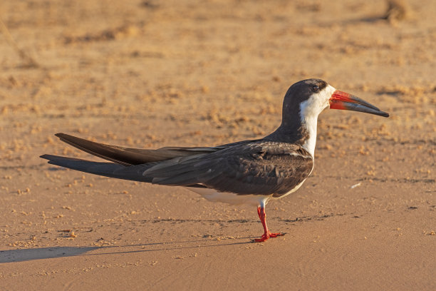 skimmer