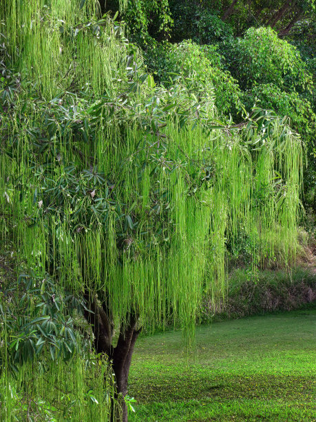 willow