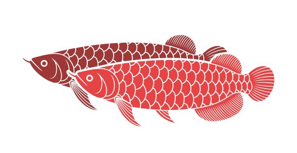 arowana